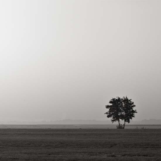 lone tree barghorn